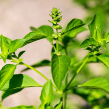 Lemon Basil Seeds for a fragrant addition to the herb patch