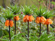 Fritillaria Seeds (Fritillaria meleagris) for colorful blooms in the home garden and rockeries