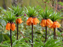 Crown Imperial Seeds (Fritillaria imperialis) for a lasting display in the Colorful Spring Garden Planting