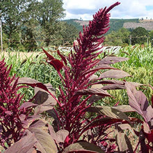 Illumination Amaranth (Amaranthus tricolor) for planting in flower bed