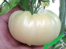 Great White Tomato Heirloom Seeds valued by growers for low-Acid Tomatoes