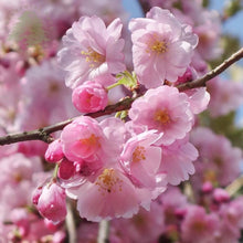 Dwarf Cherry Blossom Prunus serrulata flowering tree seeds for planting in indoor pots and patios - for planting in home garden
