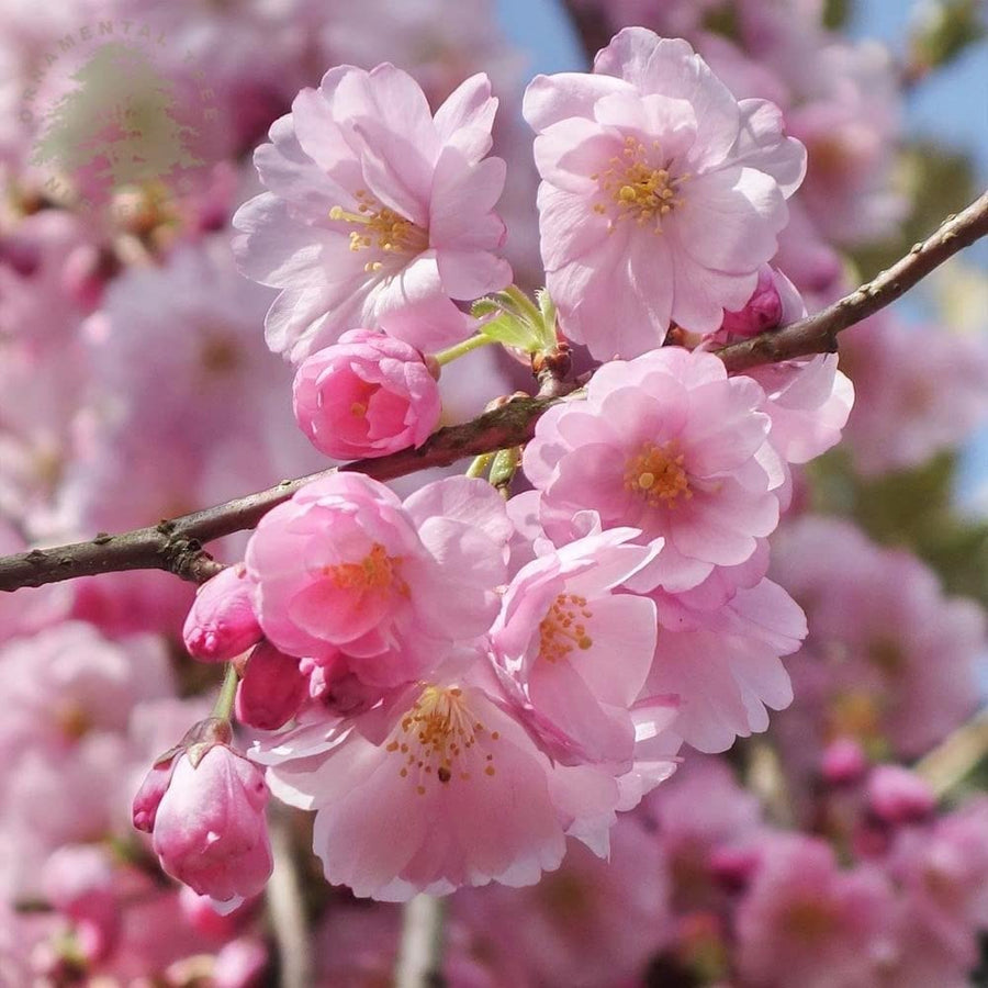 Dwarf Cherry Blossom Prunus serrulata flowering tree seeds for planting in indoor pots and patios - for planting in home garden