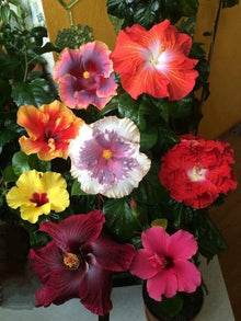 White - Maroon for planting in home garden