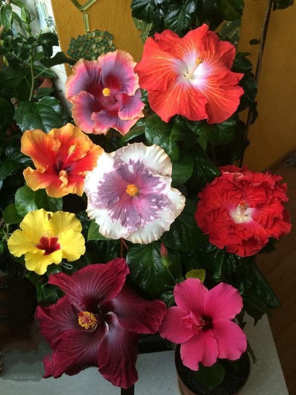White - Maroon for planting in home garden