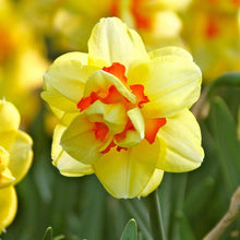 Light Yellow Daffodil Seeds grown for double Petal, Pink Daffodils