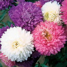 Aster Crego Mix Flower Seeds â€“ Colorful Annual Blooms