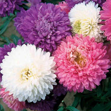 Double Aster Aster Amellus Seeds for a lasting display in the Flower Bed & Urban Garden
