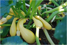 Yellow Crookneck Summer Squash Seeds for growers stocking a kitchen garden