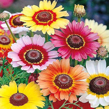 Painted Daisy Tricolor Seeds for a colorful addition to any planting