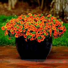 Mixed Calibrachoa Petunia Seeds (Petunia spp.) for a colorful addition to any planting