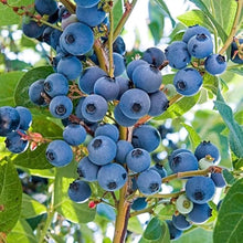 Organic American Blueberry Seeds et  Ornamental Garden Plant Garden Plant Seeds