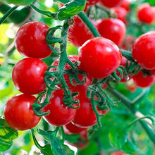 Multi Variety Tomato Seeds (Solanum lycopersicum) for productive rows in the Raised Home Garden