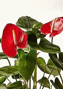 Anthurium Andraeanu flower seeds for balcony and home garden DIY projects
