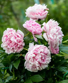 Fernleaf Peony Paeonia tenuifolia for planting in flower bed