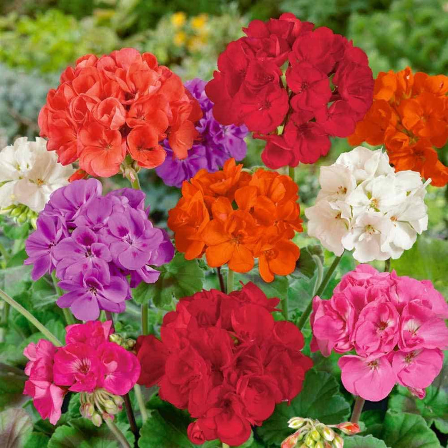 White Lightning Geranium Pelargonium x hortorum Saturn variety flower seeds for home garden - for planting in home garden