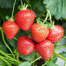 Strawberry Fragaria × Ananassa Seeds for a homegrown harvest from the Kitchen Container Growing