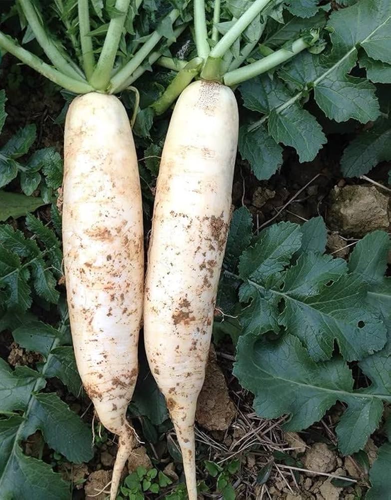 Japanese Daikon Radish ��������� Raphanus sativus ��������� for vegetable garden