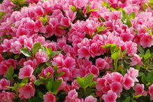 Azalea Seeds for reliable seasonal color