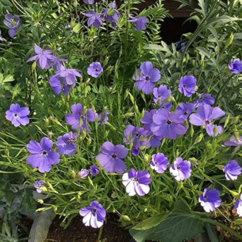 Viscaria Rose Engel Plant - for planting in home garden