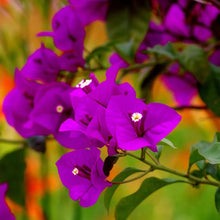 Bougainvillea Spectabilis Seeds for colorful blooms in the Flower Bed & Urban Garden