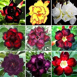 Adenium Obesum Desert Rose Doungdee B102 Garden Flower Seeds for Vibrant Flowers