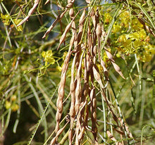 Parkinsonia Aculeata Plants for seasonal color across the Drought-Tolerant Garden