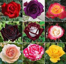 Agrostemma Rose Seeds for gardeners building out beds and borders