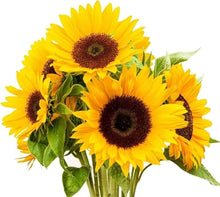 Sunflower Seeds (Helianthus annuus) for seasonal color across the pollinator-friendly backyard garden beds
