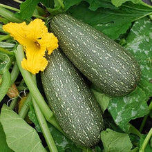 Zucchini Cucurbita Pepo Gray Heirloom Seeds valued by growers for kitchen Summer Harvest