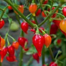 Mad Hatter Pepper Seeds (Capsicum annuum) for productive rows in the Vegetable Garden