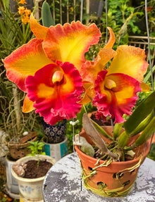 Orchid Orchidaceae Seeds for growers seeking a long-blooming display
