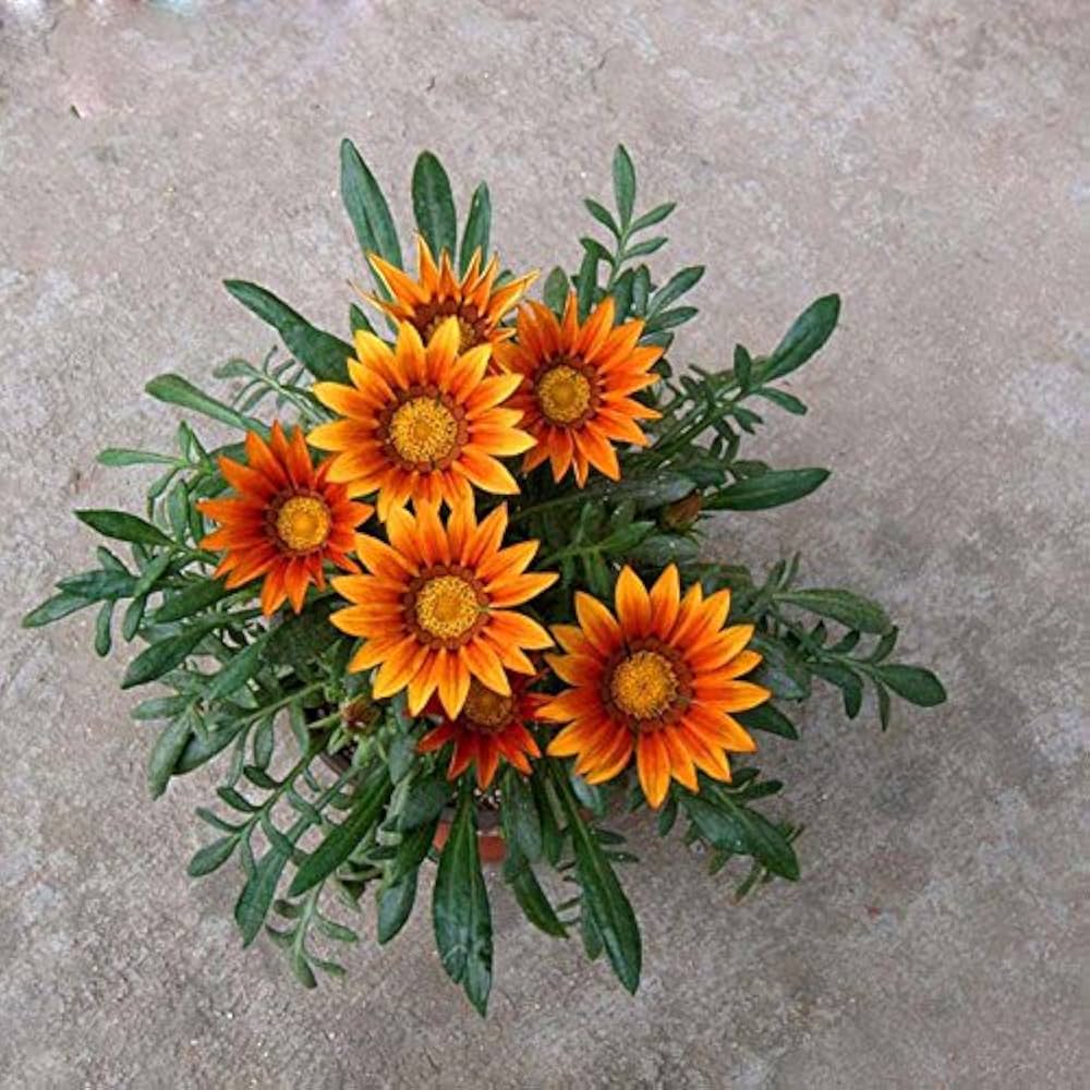 Orange Peacock Gazania Gazania rigens seeds for planting in flower bed