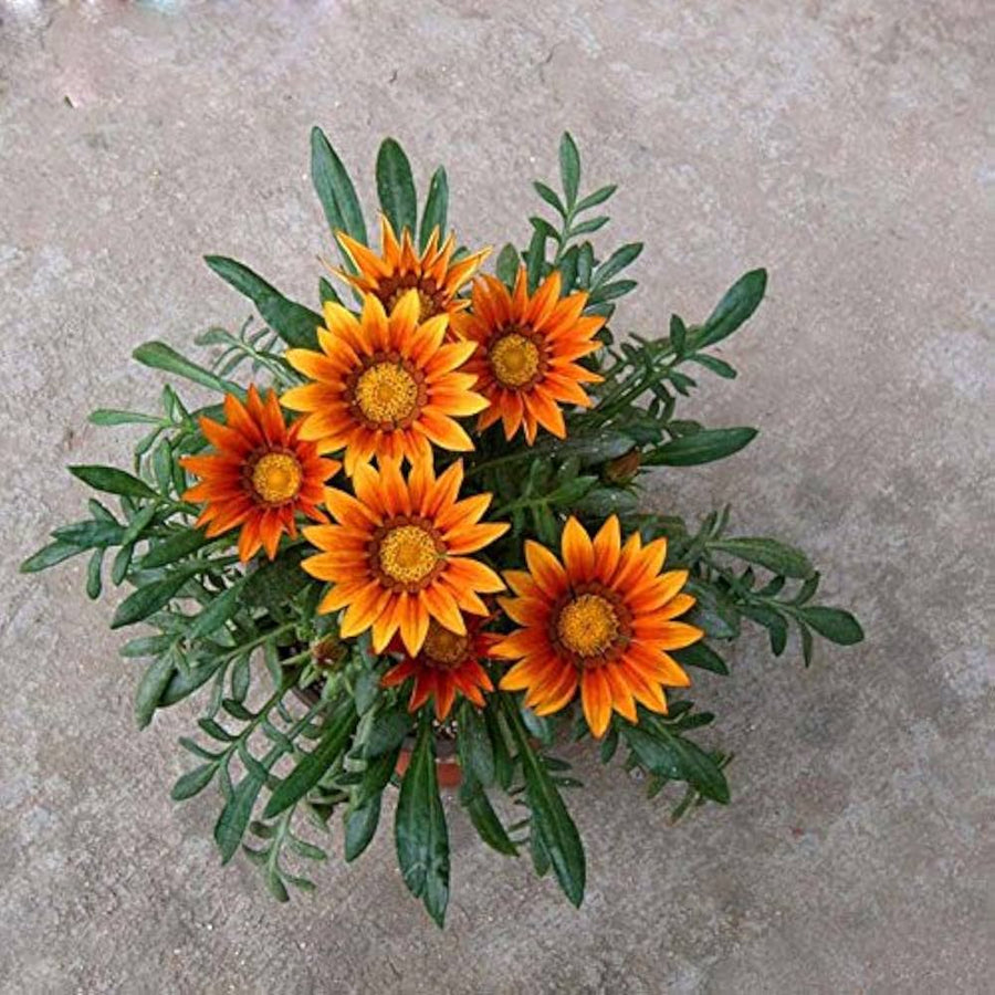 Orange Peacock Gazania Gazania rigens seeds for planting in flower bed