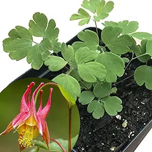 Columbine Aquilegia Canadensis Eastern Red Flower Seeds for Planting – Native Wildflower for Pollinator Gardens and Border Edging