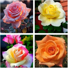 Mixed Rose Seeds (Rosa spp.) for a lasting display in the Flower Bed & Garden