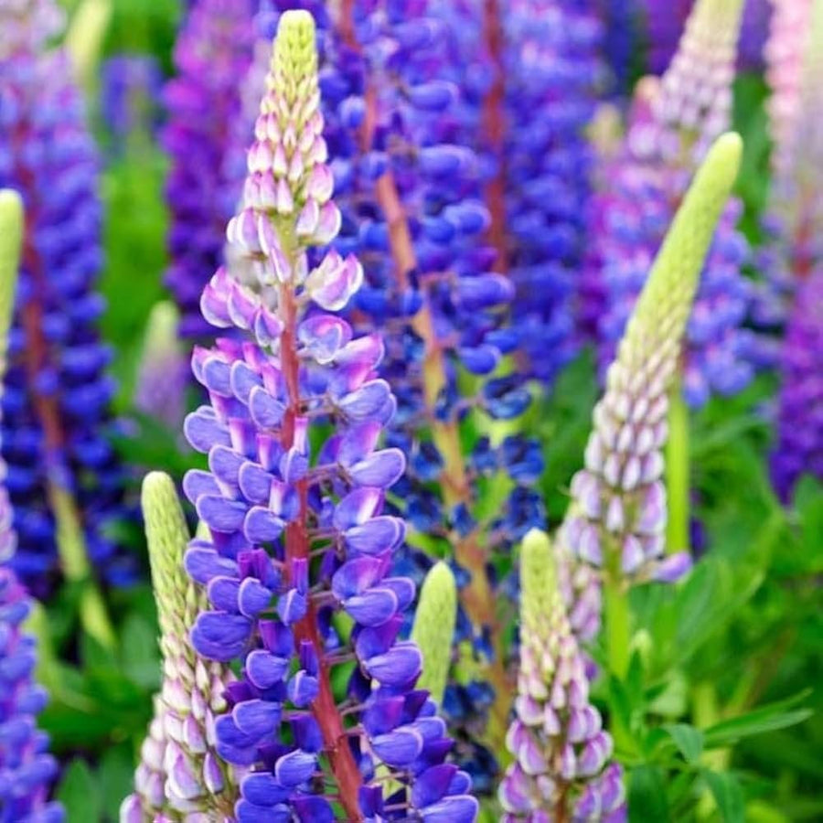 Sweet Blue Lupine Seeds for planting in garden