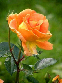 Snow Rose Seeds for a colorful addition to any planting