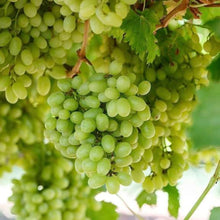 Water Grape Seeds (Vitis vinifera) for a homegrown harvest from the Urban Garden