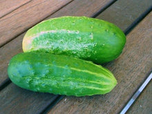 Early Fortune Cucumber Seeds valued by growers for quick-Growing, Sweet Cucumbers