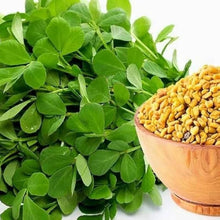 Green Fenugreek Plants for growers seeking a long-blooming display