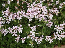 Peltatum Pelargonium Pelargonium Seeds for seasonal color across the Flower Garden Decoration