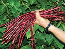 Yardlong Bean Seeds (Vigna unguiculata) for growers stocking the Vegetable Patch or Mini Garden