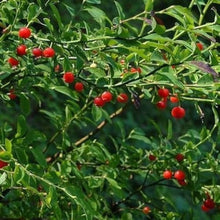 Red huckleberry bush Seeds (Vaccinium parvifolium) for a homegrown harvest from the home garden or edible landscapes