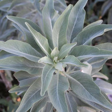 California White Sage Seeds for cooks growing the Herb Garden & Home Garden