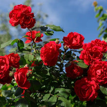 Rare Rose Mix (Rosa spp.) seeds for garden or bonsai planting