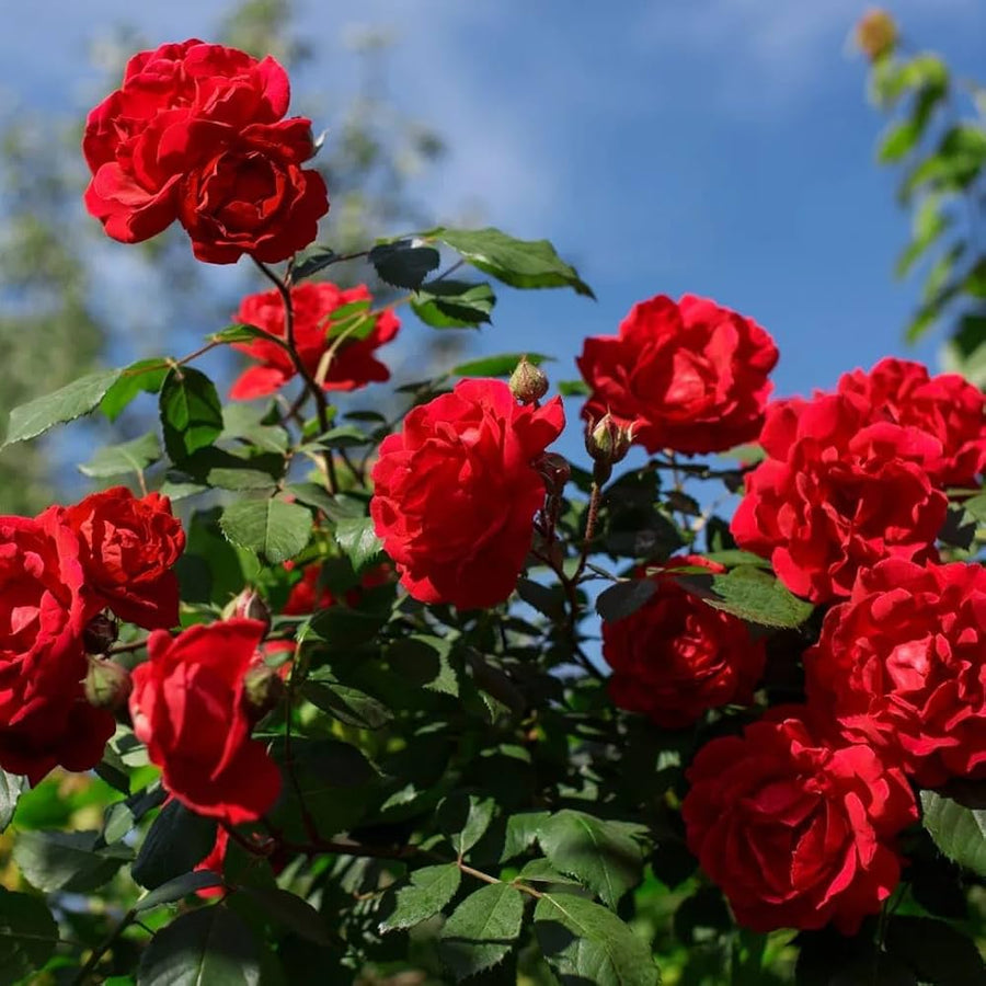 Rare Rose Mix (Rosa spp.) seeds for garden or bonsai planting