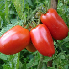Tomato Seeds for productive rows in the Solanum types vegetable patch patio planter
