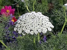 Bishop flower seeds ��������� Ammi majus ��������� for planting in flower garden