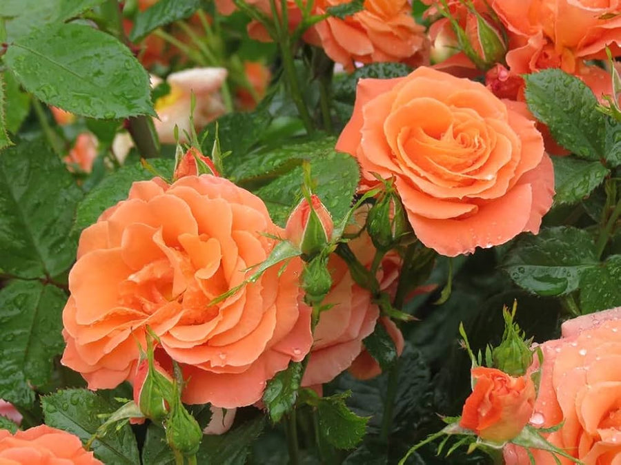 Orange Climbing Climber Rose Seeds (Rosa spp.) for fast cover along a fence or wall